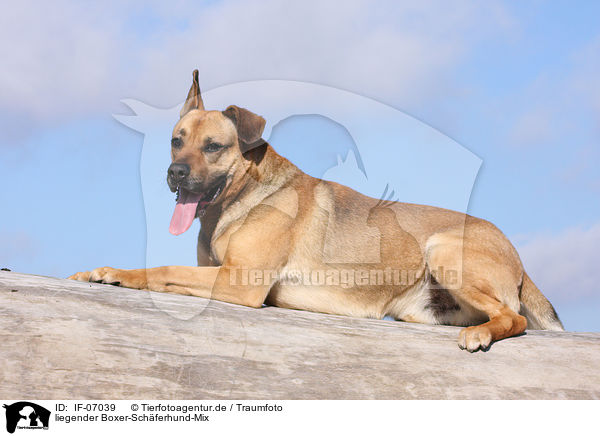 liegender Boxer-Schferhund-Mix / lying mongrel / IF-07039