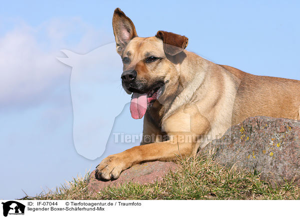 liegender Boxer-Schferhund-Mix / lying mongrel / IF-07044