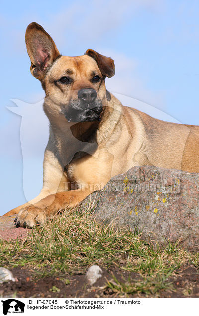 liegender Boxer-Schferhund-Mix / lying mongrel / IF-07045