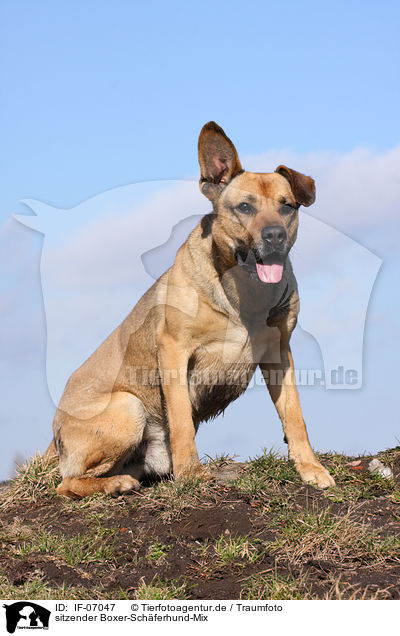 sitzender Boxer-Schferhund-Mix / sitting mongrel / IF-07047