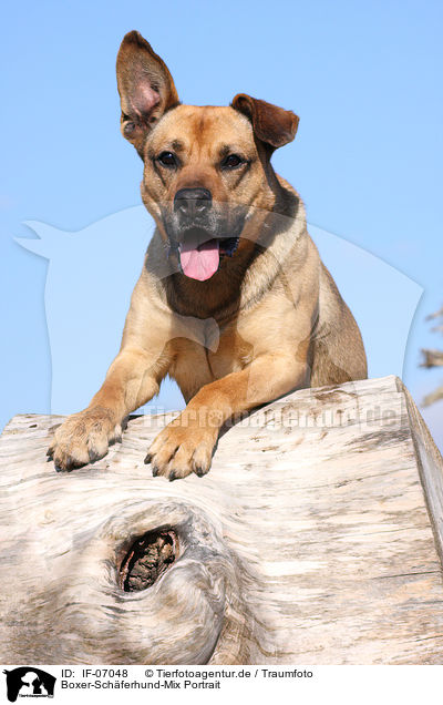 Boxer-Schferhund-Mix Portrait / mongrel portrait / IF-07048