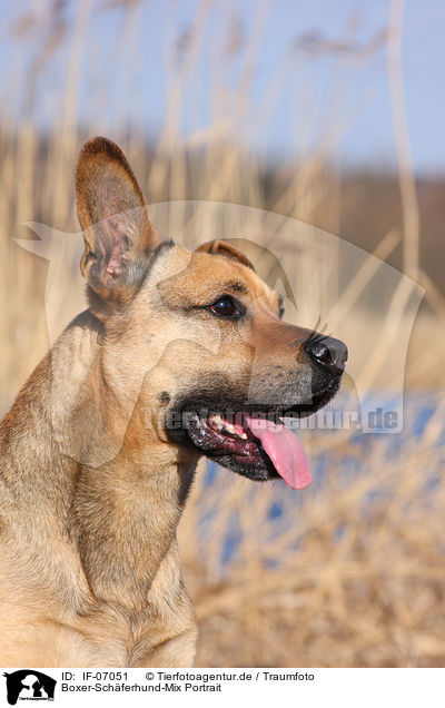 Boxer-Schferhund-Mix Portrait / mongrel portrait / IF-07051
