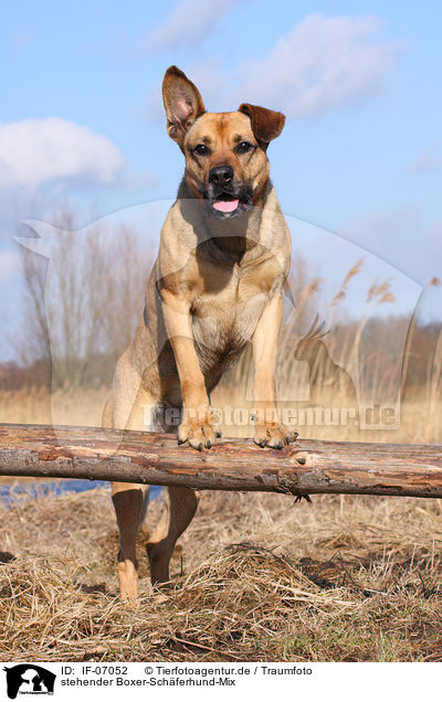 stehender Boxer-Schferhund-Mix / standing mongrel / IF-07052