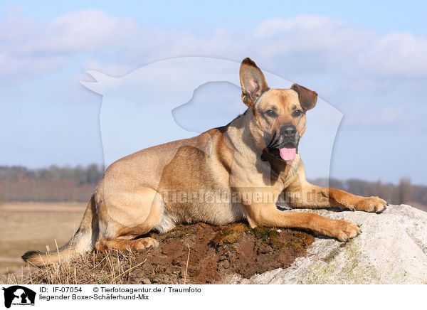 liegender Boxer-Schferhund-Mix / lying mongrel / IF-07054