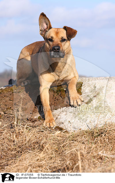 liegender Boxer-Schferhund-Mix / lying mongrel / IF-07055