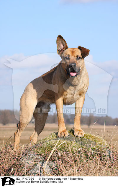 stehender Boxer-Schferhund-Mix / standing mongrel / IF-07056