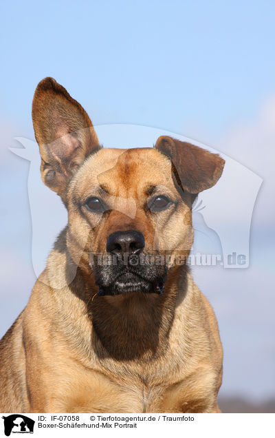 Boxer-Schferhund-Mix Portrait / mongrel portrait / IF-07058