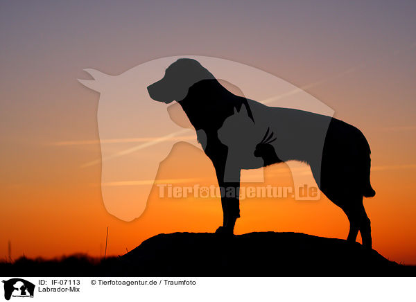 Labrador-Mix / mongrel / IF-07113