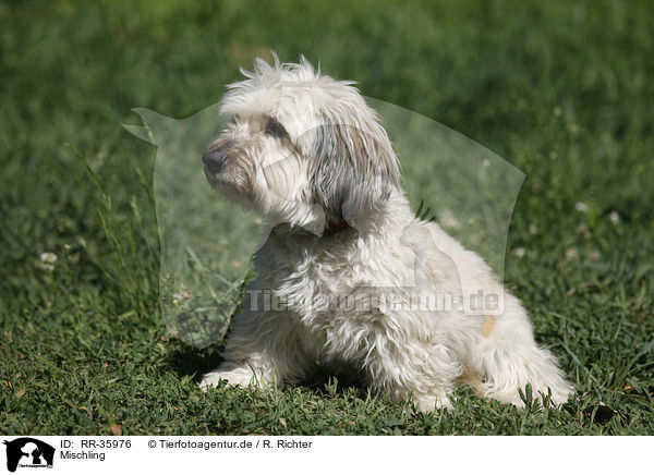 Mischling / mongrel dog / RR-35976