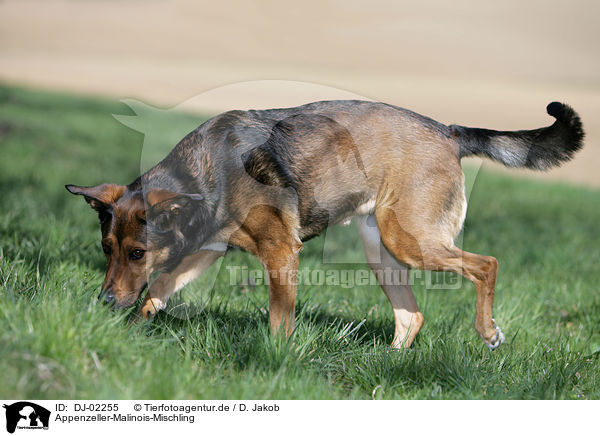 Appenzeller-Malinois-Mischling / mongrel / DJ-02255