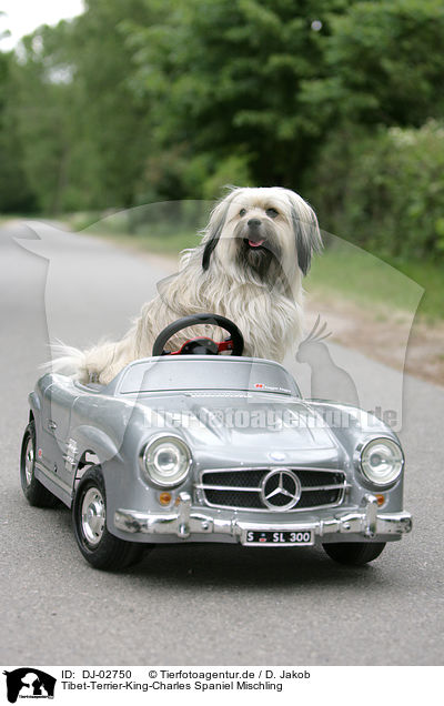 Tibet-Terrier-King-Charles Spaniel Mischling / mongrel / DJ-02750