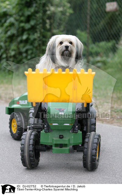 Tibet-Terrier-King-Charles Spaniel Mischling / mongrel / DJ-02752