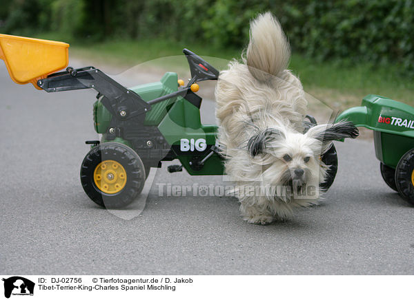 Tibet-Terrier-King-Charles Spaniel Mischling / mongrel / DJ-02756