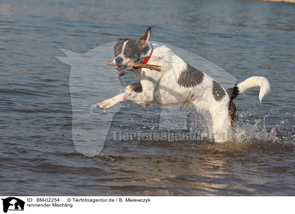 rennender Mischling / running mongrel / BM-02254