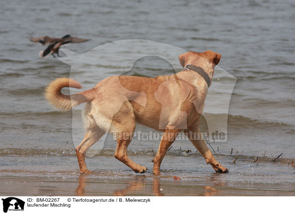 laufender Mischling / walking mongrel / BM-02267
