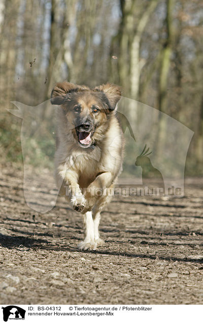 rennender Hovawart-Leonberger-Mix / running mongrel / BS-04312