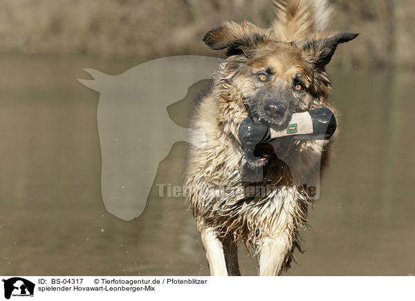 spielender Hovawart-Leonberger-Mix / playing mongrel / BS-04317