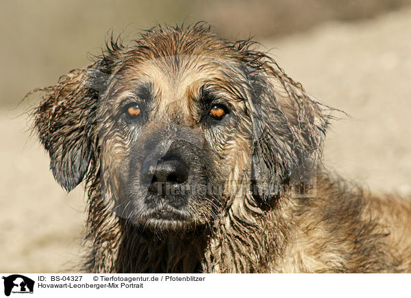 Hovawart-Leonberger-Mix Portrait / mongrel portrait / BS-04327