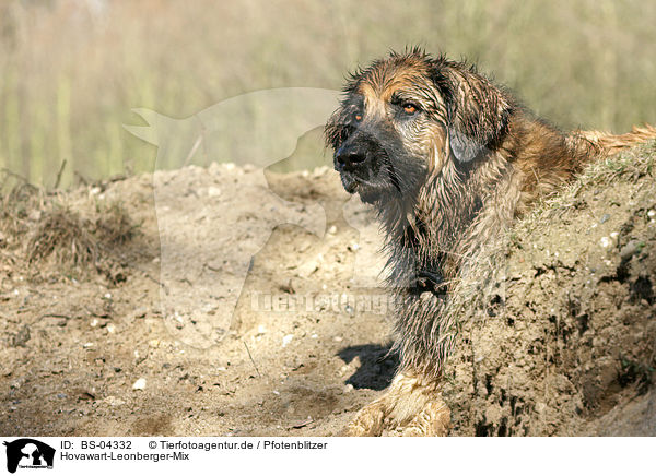 Hovawart-Leonberger-Mix / mongrel / BS-04332