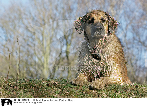 Hovawart-Leonberger-Mix / mongrel / BS-04335