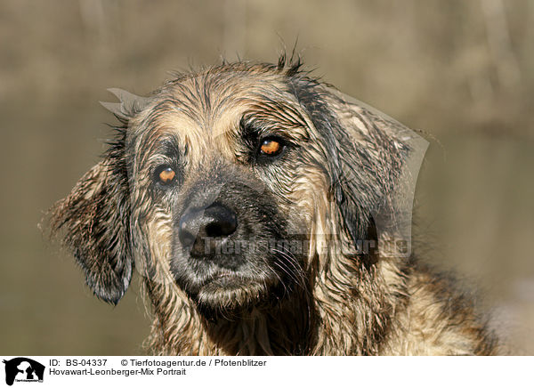 Hovawart-Leonberger-Mix Portrait / mongrel portrait / BS-04337