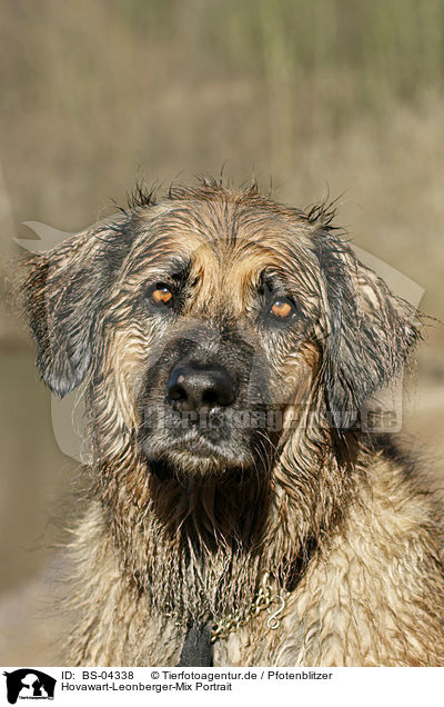 Hovawart-Leonberger-Mix Portrait / mongrel portrait / BS-04338