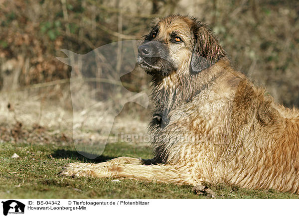 Hovawart-Leonberger-Mix / mongrel / BS-04342