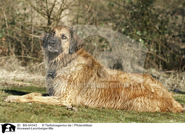 Hovawart-Leonberger-Mix / mongrel / BS-04343