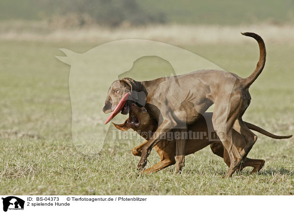 2 spielende Hunde / 2 playing dogs / BS-04373