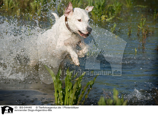 rennender Dogo-Argentino-Mix / running mongrel / BS-04446