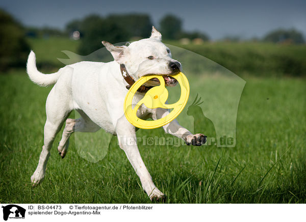 spielender Dogo-Argentino-Mix / playing mongrel / BS-04473