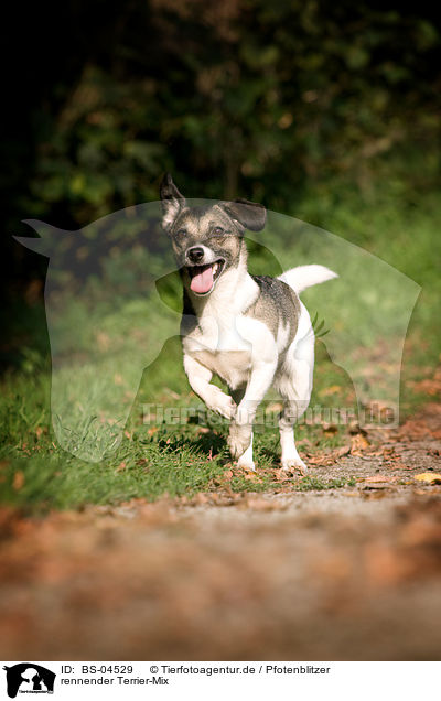 rennender Terrier-Mix / running mongrel / BS-04529