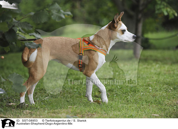 Australian-Shepherd-Dogo-Argentino-Mix / mongrel / SST-08953