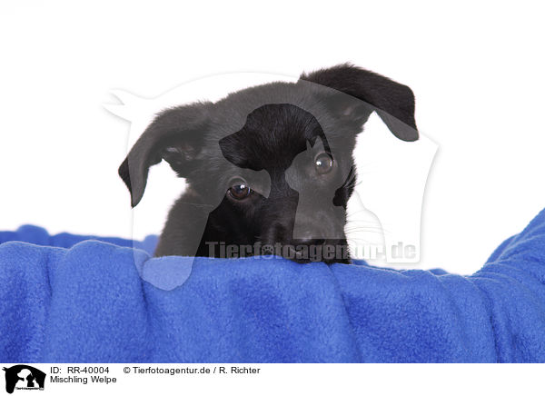 Mischling Welpe / mongrel puppy / RR-40004