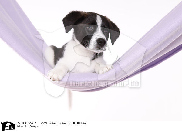 Mischling Welpe / mongrel puppy / RR-40015