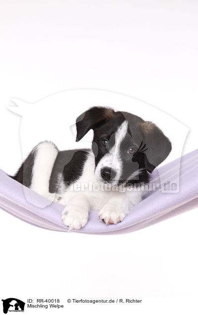 Mischling Welpe / RR-40018
