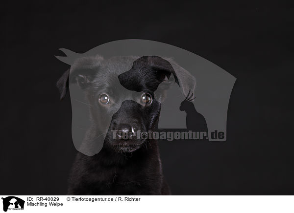 Mischling Welpe / mongrel puppy / RR-40029