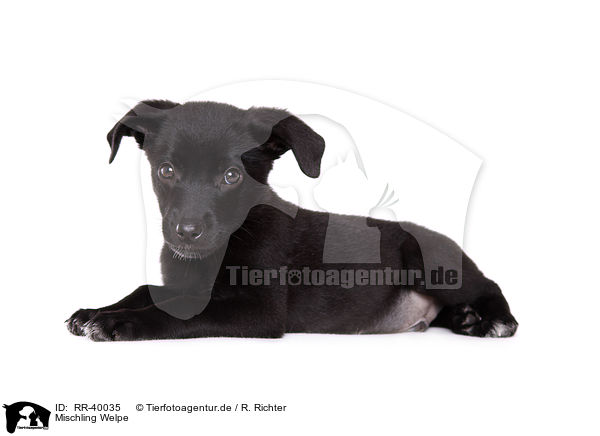 Mischling Welpe / mongrel puppy / RR-40035