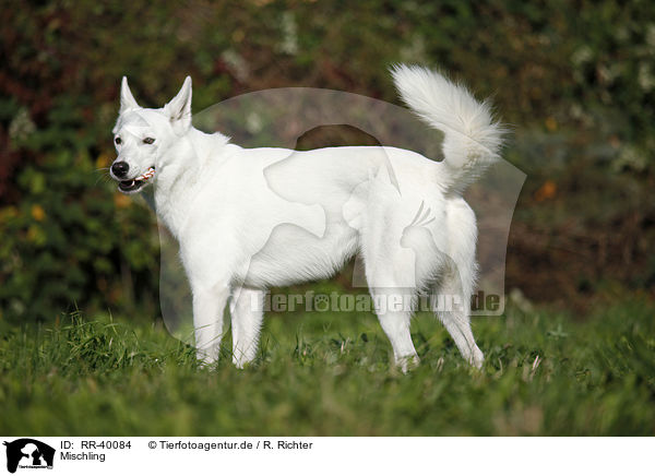Mischling / mongrel / RR-40084