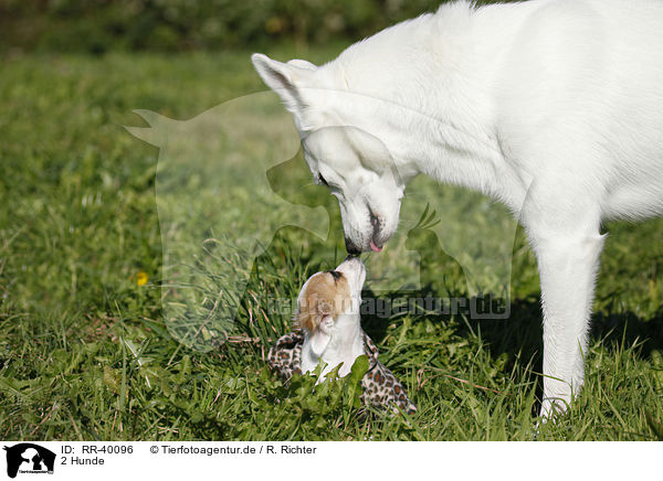 2 Hunde / 2 dogs / RR-40096