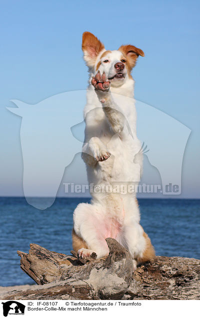 Border-Collie-Mix macht Mnnchen / IF-08107
