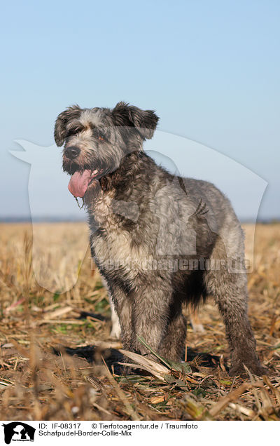 Schafpudel-Border-Collie-Mix / mongrel / IF-08317