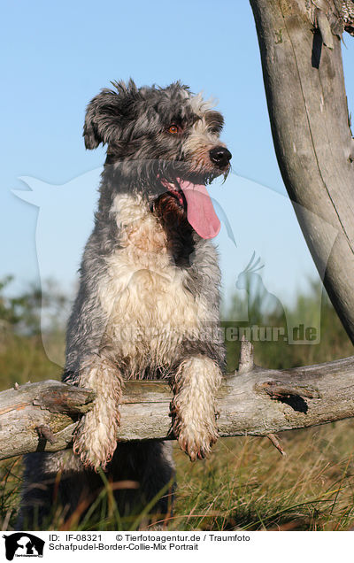 Schafpudel-Border-Collie-Mix Portrait / mongrel portrait / IF-08321