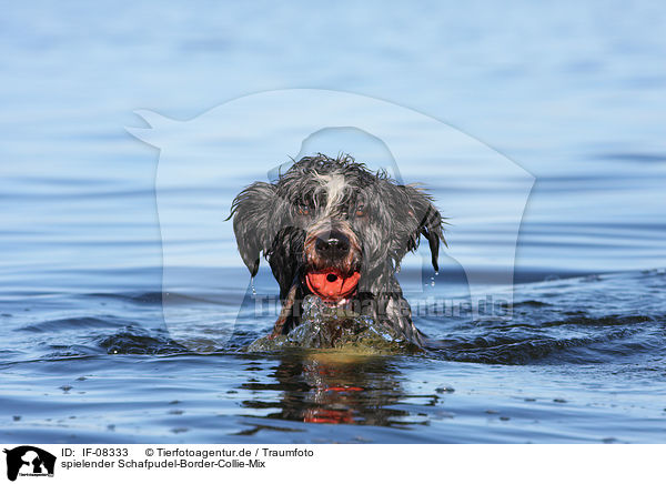 spielender Schafpudel-Border-Collie-Mix / playing mongrel / IF-08333
