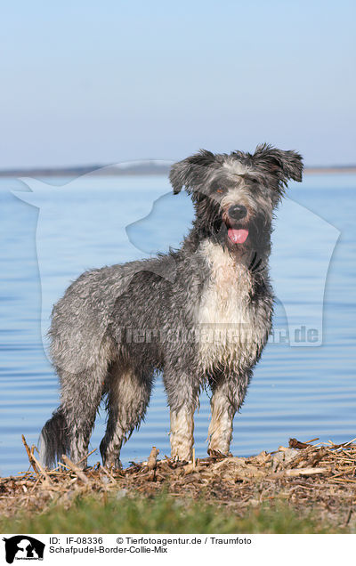 Schafpudel-Border-Collie-Mix / mongrel / IF-08336