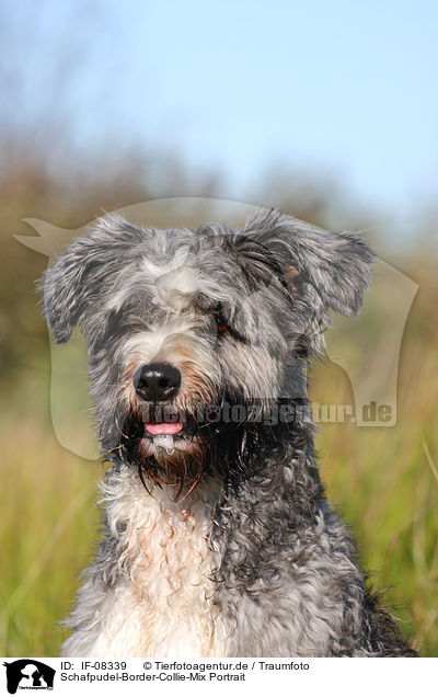 Schafpudel-Border-Collie-Mix Portrait / mongrel portrait / IF-08339