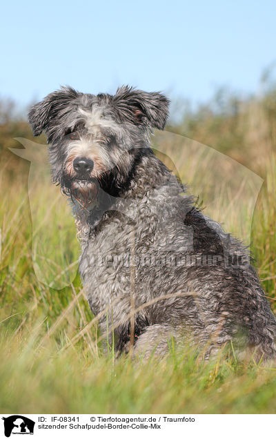 sitzender Schafpudel-Border-Collie-Mix / sitting mongrel / IF-08341