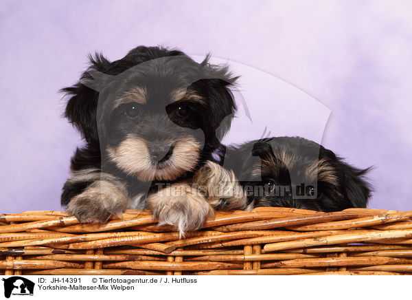 Yorkshire-Malteser-Mix Welpen / JH-14391