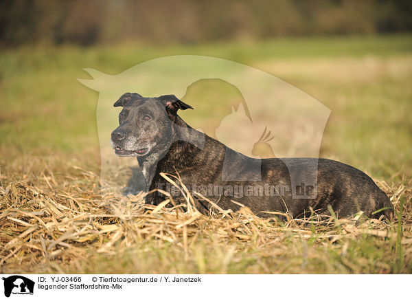 liegender Staffordshire-Mix / lying mongrel / YJ-03466