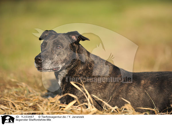 liegender Staffordshire-Mix / lying mongrel / YJ-03467